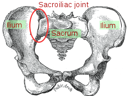 250px-sacroiliac_joint-svg