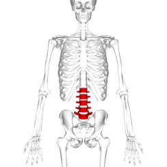 375px-lumbar_vertebrae_anterior