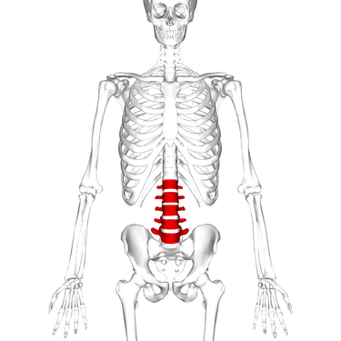 375px-lumbar_vertebrae_anterior