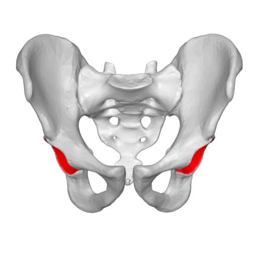 Location of hip sockets