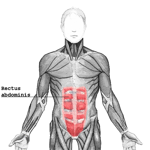 Rectus_abdominis.png