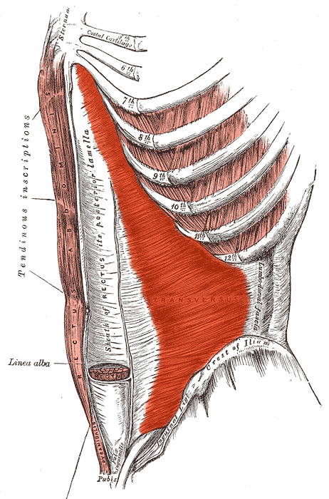 Transversus_abdominis (1).png
