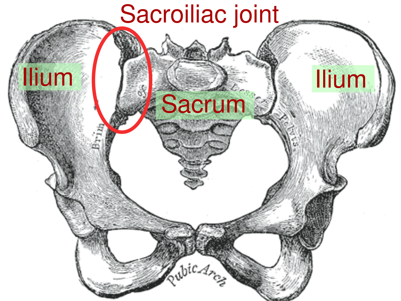 sacroiliac_joint-_1_