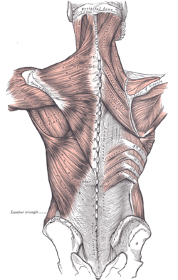 illustration of thoracolumbar fascia stretched across a person's lower back